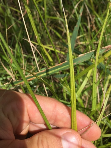 Crested Oval Sedge detail