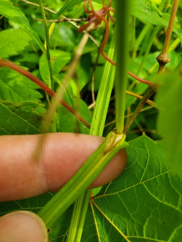 Crested Oval Sedge detail