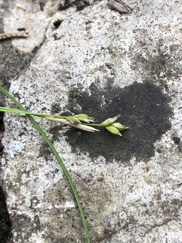 Bristle-leaf Sedge detail