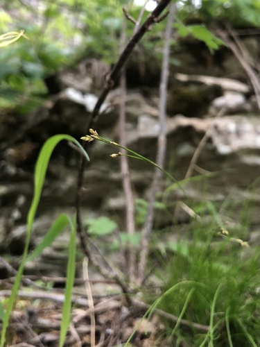 Bristle-leaf Sedge detail