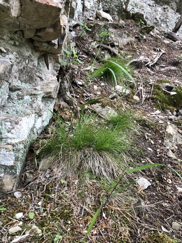 Bristle-leaf Sedge detail