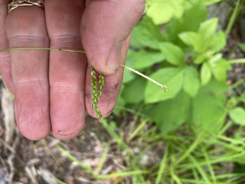 Purple-sheathed Graceful Sedge detail
