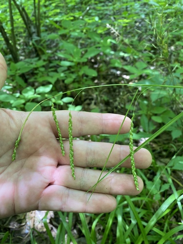 Purple-sheathed Graceful Sedge detail