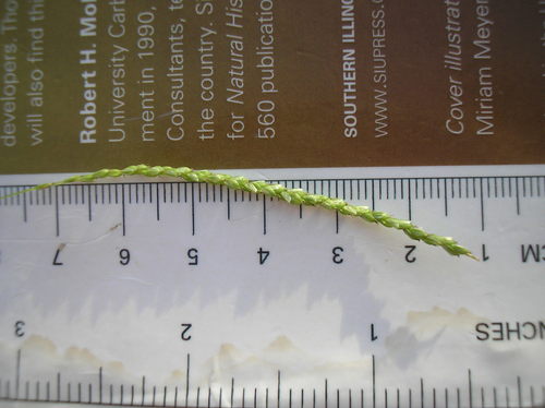 Purple-sheathed Graceful Sedge detail