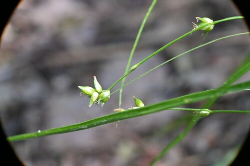 Eastern Star Sedge detail