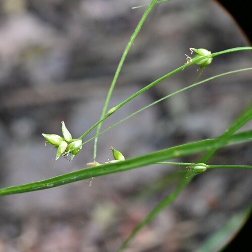 Eastern Star Sedge detail