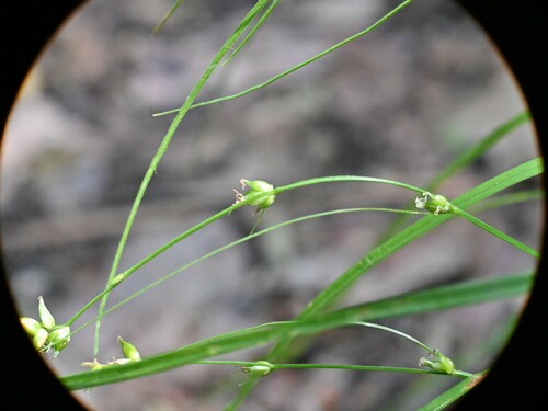 Eastern Star Sedge detail