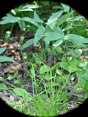 Eastern Star Sedge detail