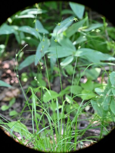 Eastern Star Sedge detail