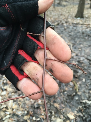 American Hornbeam detail