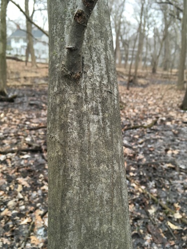 American Hornbeam detail
