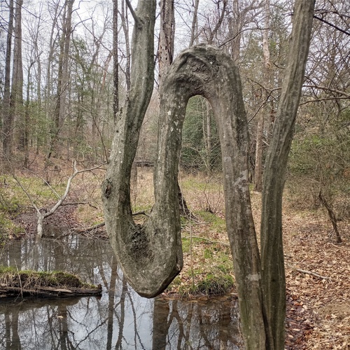American Hornbeam detail