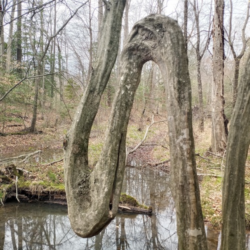 American Hornbeam detail