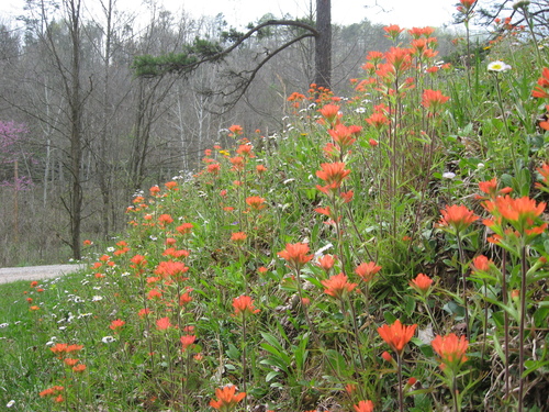 Indian Paintbrush detail