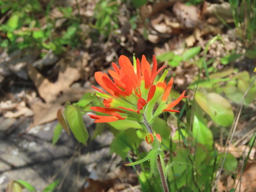 Indian Paintbrush detail