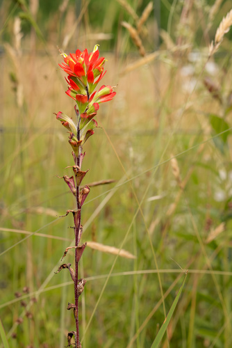 Indian Paintbrush detail