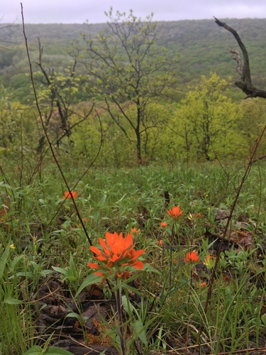 Indian Paintbrush detail
