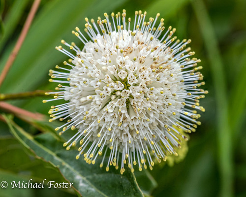 Buttonbush detail