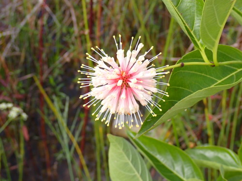 Buttonbush detail