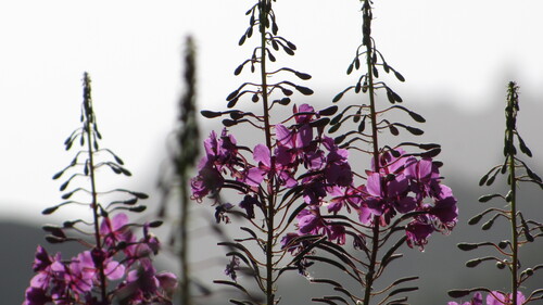 Fireweed detail