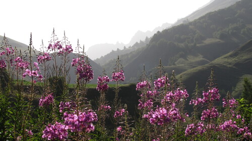 Fireweed detail