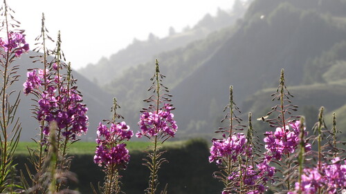 Fireweed detail