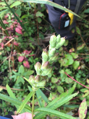 White Turtlehead detail
