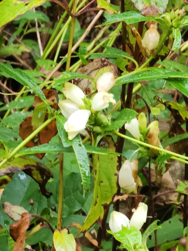 White Turtlehead detail