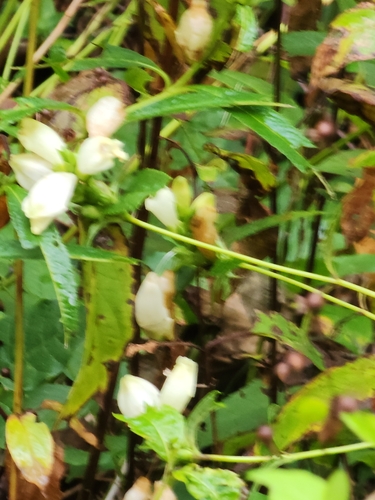 White Turtlehead detail
