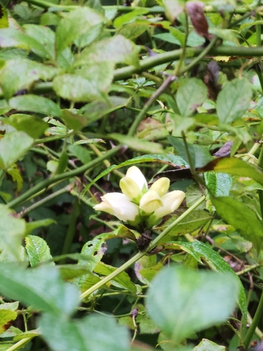White Turtlehead detail
