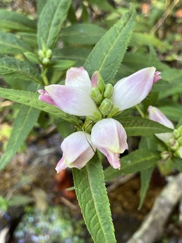 White Turtlehead detail