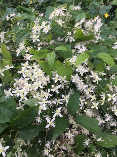 Virgin's Bower detail