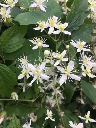 Virgin's Bower detail
