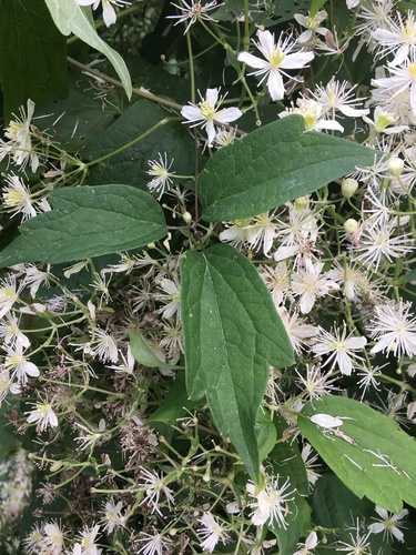 Virgin's Bower detail
