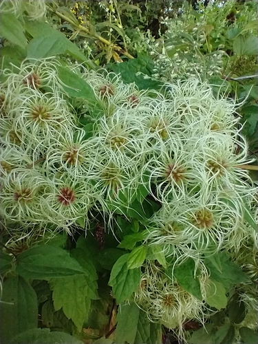 Virgin's Bower detail