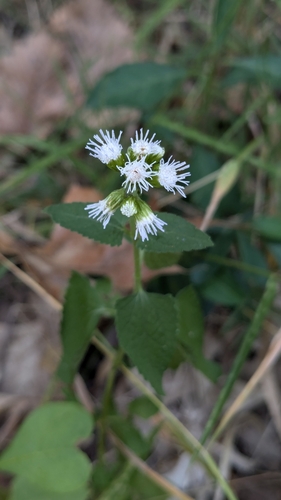 Blue Mistflower detail