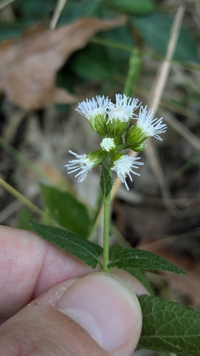 Blue Mistflower detail