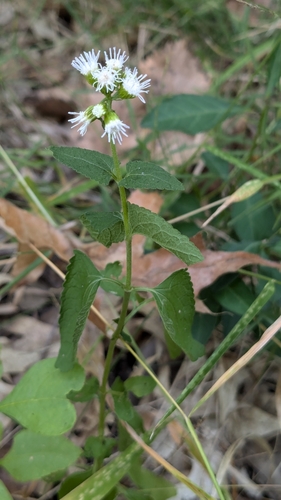 Blue Mistflower detail