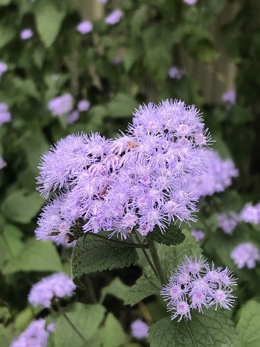 Blue Mistflower detail
