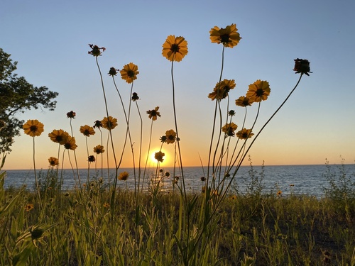 Lance-leaf Coreopsis detail