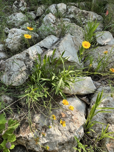 Lance-leaf Coreopsis detail