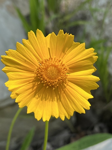 Lance-leaf Coreopsis detail