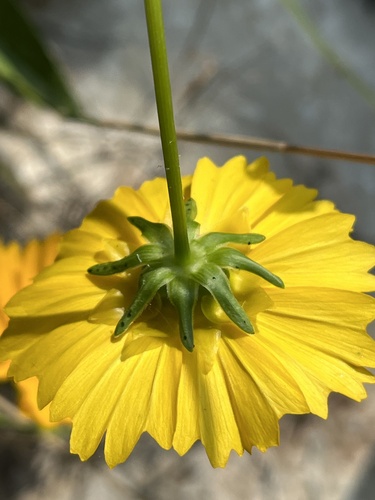 Lance-leaf Coreopsis detail