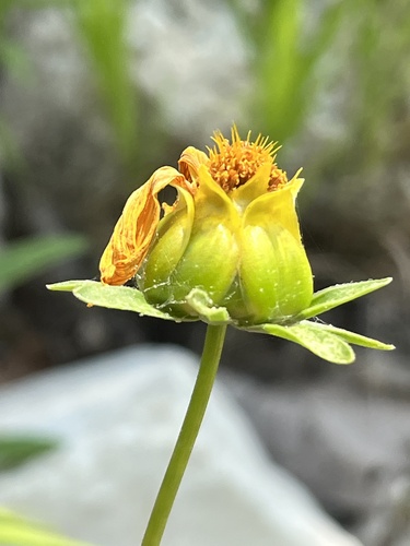 Lance-leaf Coreopsis detail