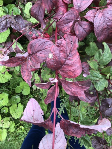 Red Osier Dogwood detail