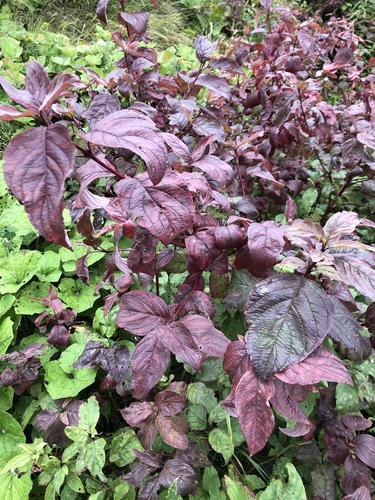 Red Osier Dogwood detail
