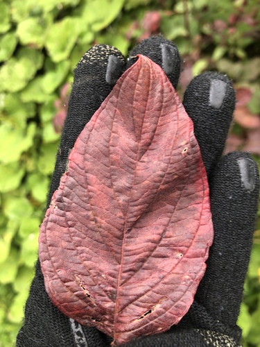Red Osier Dogwood detail