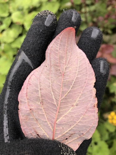 Red Osier Dogwood detail
