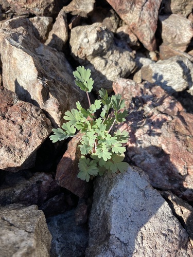 Pale Corydalis detail
