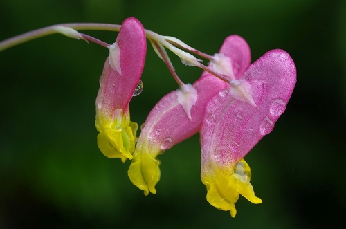 Pale Corydalis detail